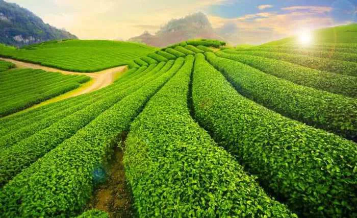 Mộc Châu – Điểm đến thiên nhiên hàng đầu thế giới 2022 – Du lịch Tâm Long