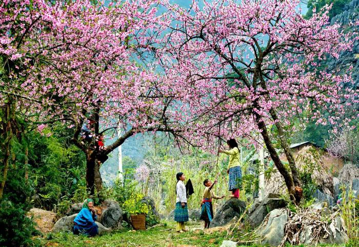 MỘC CHÂU SIÊU XINH - Du lịch