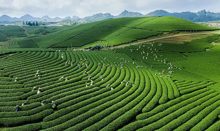 Mộc Châu - Điểm đến thiên nhiên hàng đầu thế giới