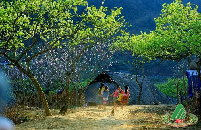 Khám phá nét đẹp đơn sơ, mộc mạc của những thôn bản đẹp say đắm lòng người  tại Mộc Châu