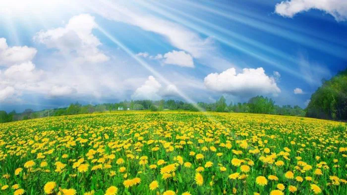 Tổng hợp hình ảnh mùa xuân đẹp, ảnh đẹp thiên nhiên đón xuân