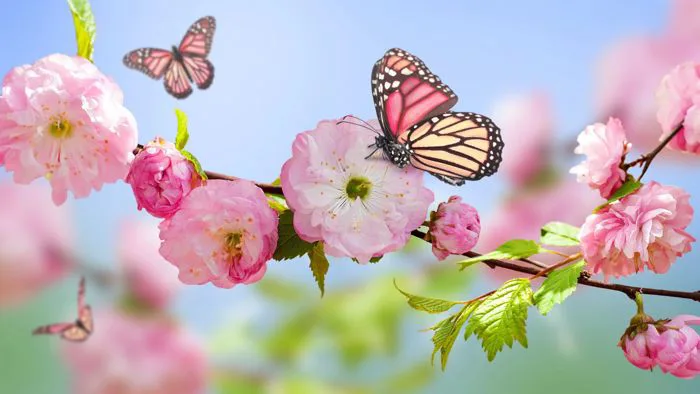 Tổng hợp hình ảnh mùa xuân đẹp, ảnh đẹp thiên nhiên đón xuân