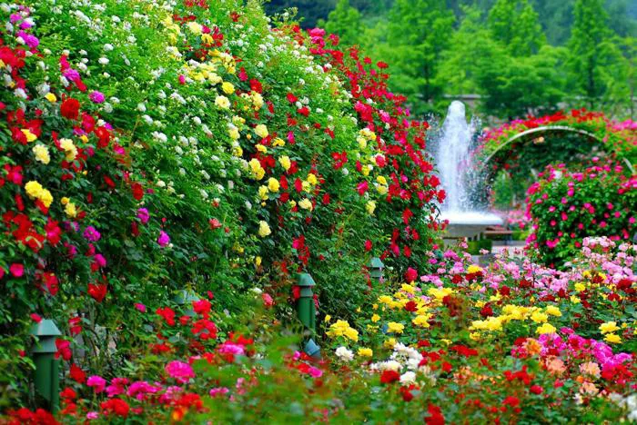 Tổng hợp hình ảnh mùa xuân đẹp, ảnh đẹp thiên nhiên đón xuân