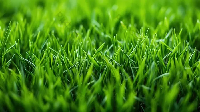 Tải miễn phí Cỏ Cận Cảnh Nền Thiên Nhiên Với Kết Cấu Xanh Tươi Nền | JPG  chuyên nghiệp - Pikbest