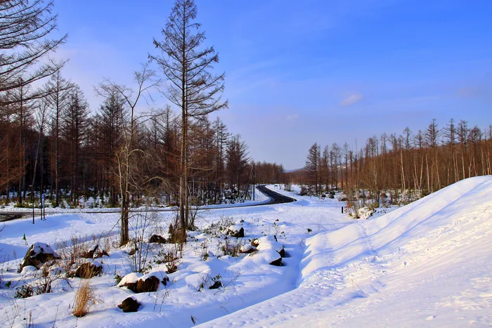 hình ảnh : Hokkaido, Nhật Bản, tuyết, mùa đông, thiên nhiên, Bầu trời,  Phong cảnh thiên nhiên, đóng băng, môi trường tự nhiên, Hoang dã, Nước đá,  Cây gỗ, rừng, phong cảnh,