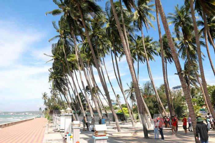 Photo - Vẻ đẹp của rặng dừa trăm tuổi bên biển Mũi Né