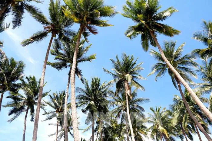 Photo - Vẻ đẹp của rặng dừa trăm tuổi bên biển Mũi Né