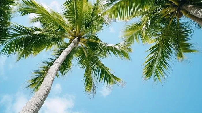 Tải miễn phí Thiên đường Nhiệt đới Cây Dừa Xanh Rực Rỡ Trên Nền Trời Thanh  Bình Nền | JPG chuyên nghiệp - Pikbest