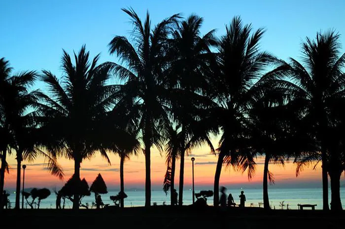 Cô Tư's Homestay - Phượt Phan Thiết!: Rặng dừa Hàm Tiến - Phan Thiết - nét  đẹp điển hình của phố biển Miền Trung.