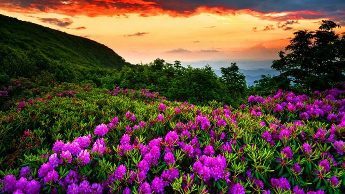 Hình ảnh mùa xuân – Tuyển tập những hình ảnh mùa xuân đẹp nhất, rực rỡ và  tràn đầy sức sống.