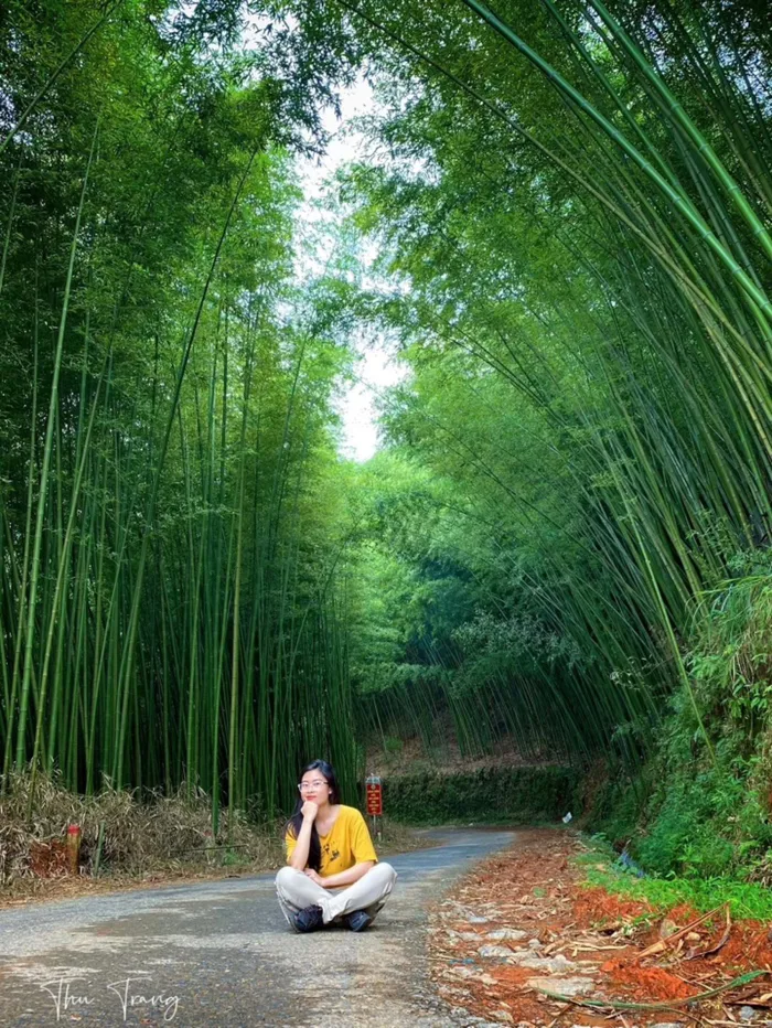 Thỏa sức bỏ túi ảnh đẹp với những rừng trúc đầy mê hoặc ít người biết ở Cao  Bằng