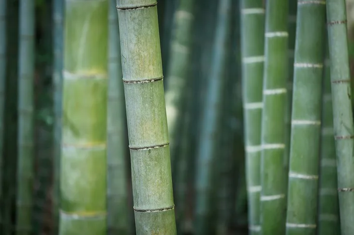 50000+ Rừng Tre & ảnh Thiên Nhiên miễn phí - Pixabay