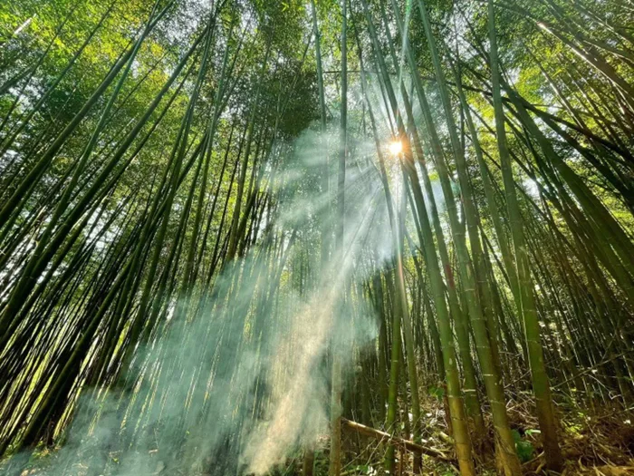 Thỏa sức bỏ túi ảnh đẹp với những rừng trúc đầy mê hoặc ít người biết ở Cao  Bằng