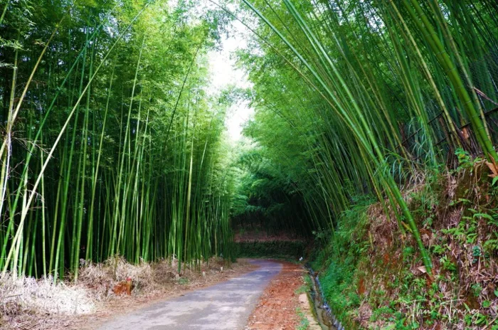 Những cánh rừng trúc đầy mê hoặc ở Cao Bằng