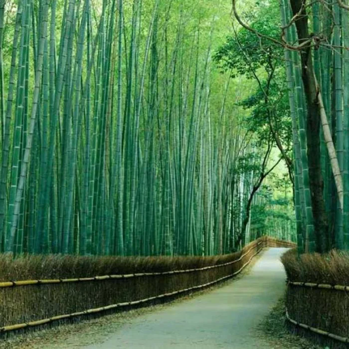 Hãy trân trọng vẻ đẹp thiên nhiên- rừng trúc Arashiyama