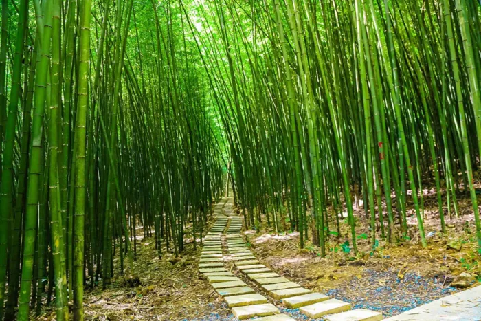 NGẮM RỪNG TRÚC TUYỆT ĐẸP TẠI CAO BẰNG