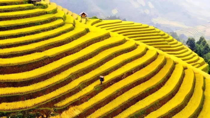 Top 6 ruộng bậc thang đẹp nhất Việt Nam mà bạn không thể bỏ lỡ