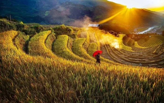 11 ruộng bậc thang đẹp nhất Việt Nam khiến ai cũng ngẩn ngơ