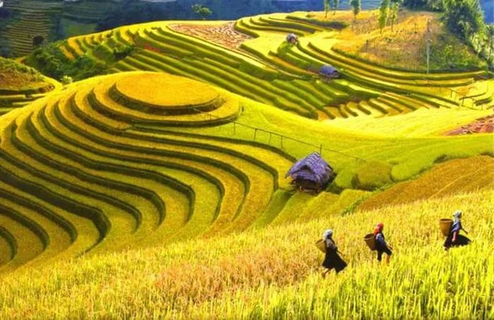 Khoảnh khắc ruộng bậc thang của Việt Nam đẹp mê hồn trên báo Pháp | Báo Dân  trí
