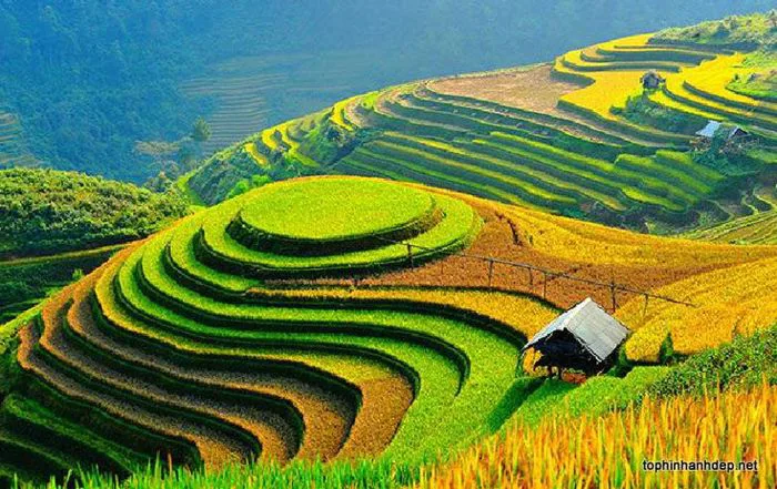30 Hình ảnh ruộng bậc thang Tây Bắc mùa lúa chín đẹp ngất ngây - Hà Nội  Spirit Of Place