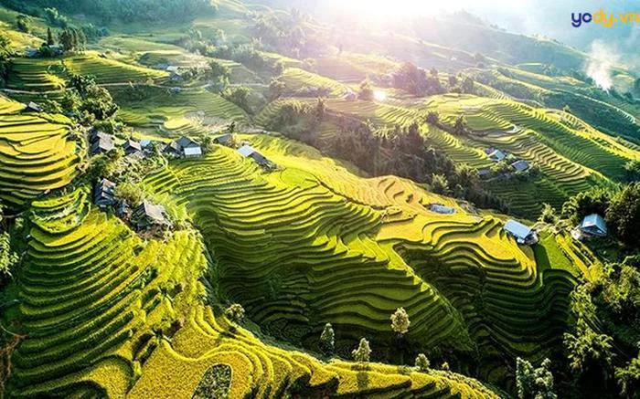 30+ Hình ảnh ruộng bậc thang mùa lúa chín - đặc sản Tây Bắc | Yody