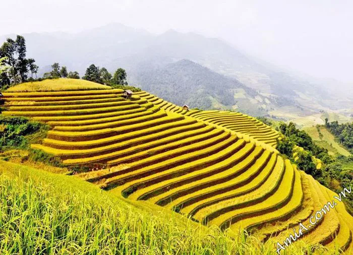 Hình ảnh phong cảnh ruộng bậc thang đẹp nhất chất lượng cao