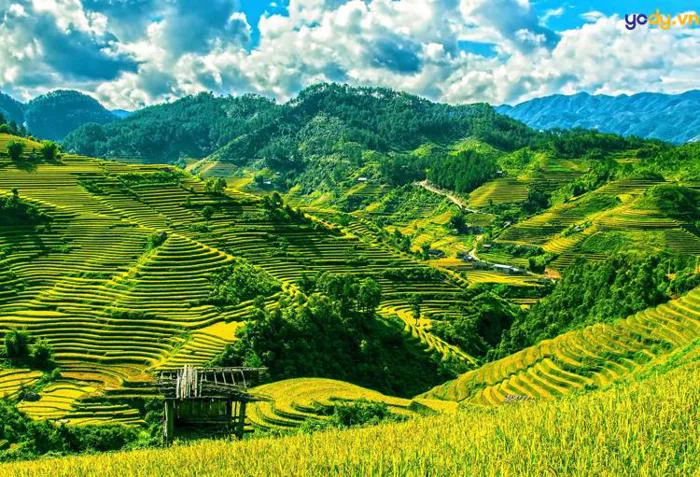30+ Hình ảnh ruộng bậc thang mùa lúa chín - đặc sản Tây Bắc | Yody
