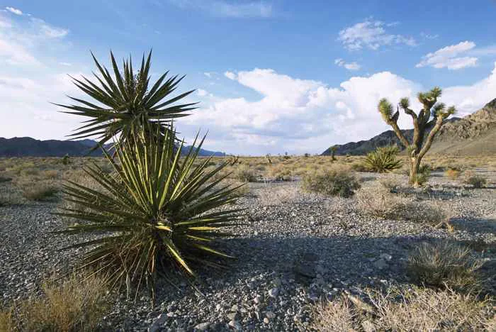 Hình ảnh miễn phí: Sa mạc, Mexico, thiên nhiên, phong cảnh