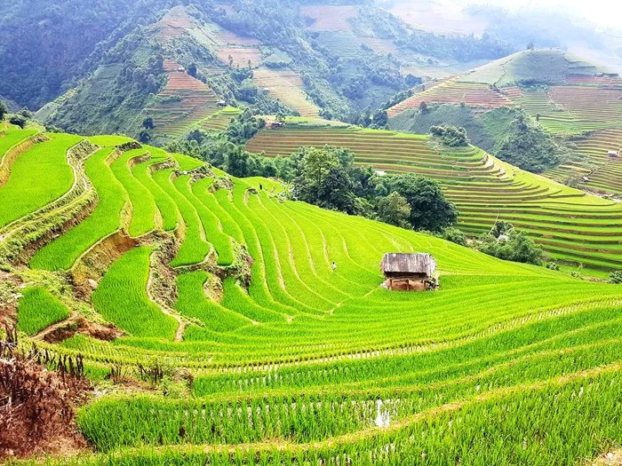 Vẻ đẹp Tây Bắc qua sắc thu vàng - Báo An Giang Online
