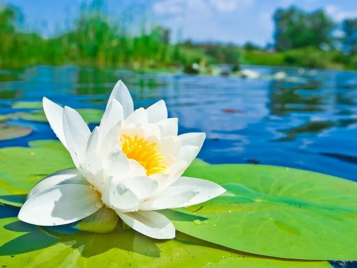 Những hình ảnh tâm hồn tĩnh lặng đẹp nhất
