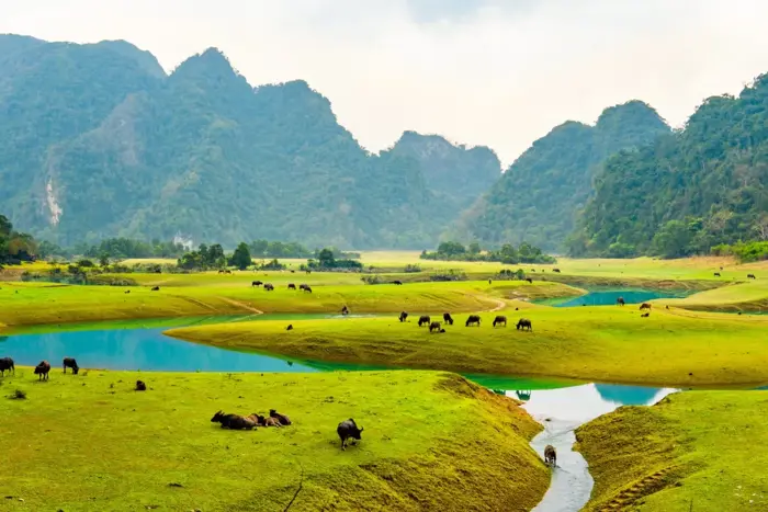 Top 7+ thảo nguyên đẹp ở Việt Nam mới nhất