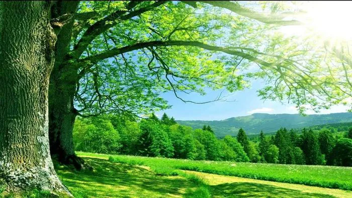 Hình nền tự nhiên ngoại trời