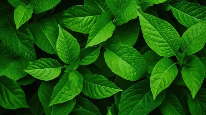Tải miễn phí Kết Cấu Lá Xanh Trừu Tượng Rực Rỡ Trên Nền Thiên Nhiên Nền |  JPG chuyên nghiệp - Pikbest