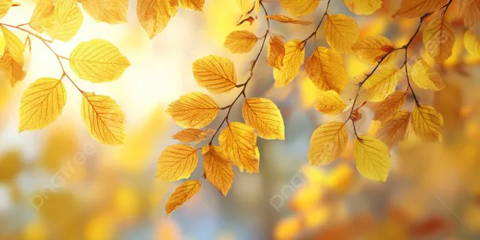 Hình nền Tóm Tắt Nền Màu Vàng Mùa Thu Với Mặt Trời Và Vàng để Lại Một Hình  Nền Thiên Nhiên Mùa Thu Tuyệt đẹp, Trừu Tượng, Màu Vàng, Mùa Thu Background