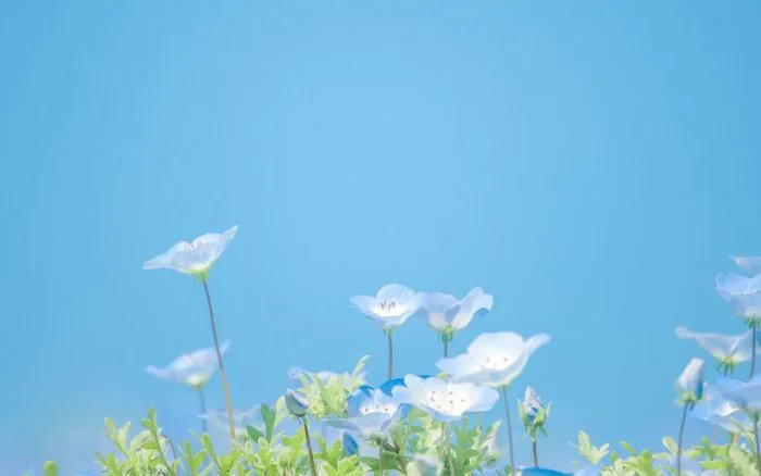 100+ Hình Nền Màu Xanh Dương 4K, Cute Pastel Cho điện Thoại Và Máy Tính