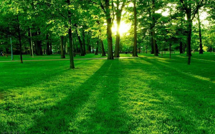 Hình nền tự nhiên ngoại trời