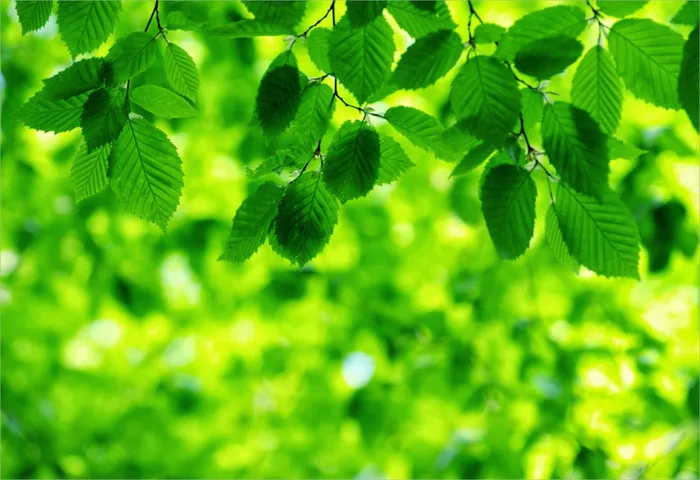199+ Hình nền xanh lá cây độc đáo, ấn tượng nhất năm 2025