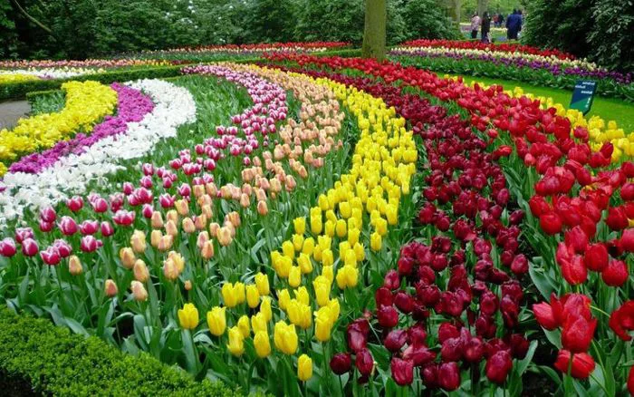 Tổng hợp hình ảnh vườn hoa đẹp nhất