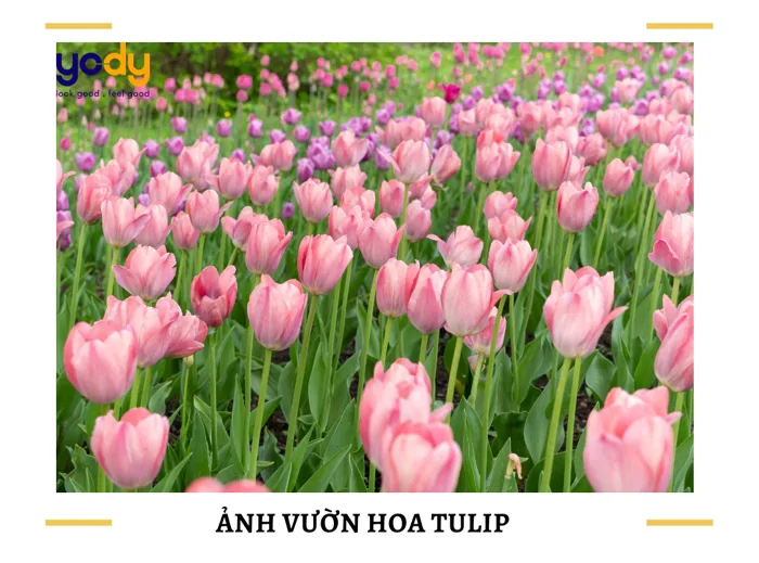 50+ Hình ảnh vườn hoa tulip, cánh đồng hoa tulips rực rỡ khoe sắc | Yody