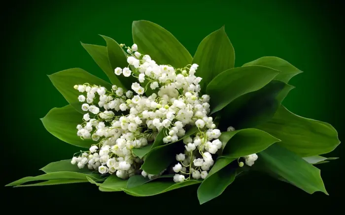 Bộ sưu tập background vườn hoa đẹp lung linh sắc nét