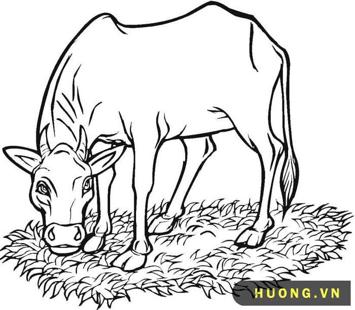 TRANH TÔ MÀU CON BÒ