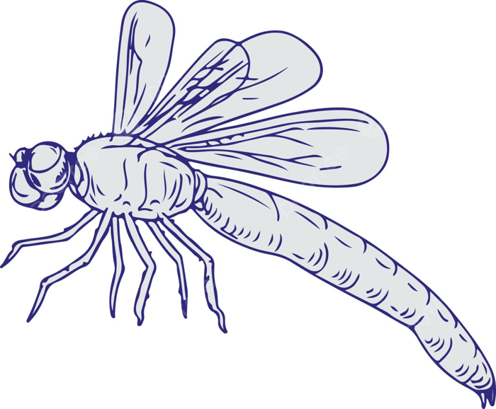 Hình ảnh Chuồn Chuồn Bay Vẽ Mực Bên Cánh Chuồn Chuồn Vector PNG , Mực, Chuồn  Chuồn, Cánh minh họa trên Pngtree, Nhuận bút