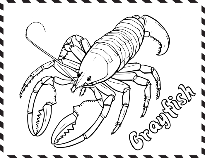 Hình ảnh Tranh Tô Màu Tôm Càng Xanh Cho Trẻ Em Và Trẻ Mới Biết đi Vector  PNG , Tranh Tô Màu Con Tôm Cho Bé, Tranh Tô Màu Con Tôm Cho
