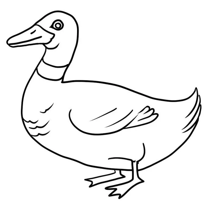 Bức tranh tô màu con vịt xinh xắn | White duck outline, Duck trace and color