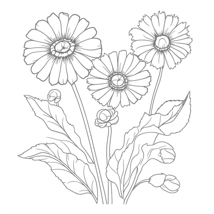Hình ảnh Tranh Tô Màu Hoa Cúc đồng Tiền Với Phác Thảo Lá Bản Vẽ Phác Thảo  Vector PNG , Vẽ Hoa Thực Tế, Phác Thảo Hoa Thực Tế, Phác Thảo Hoa