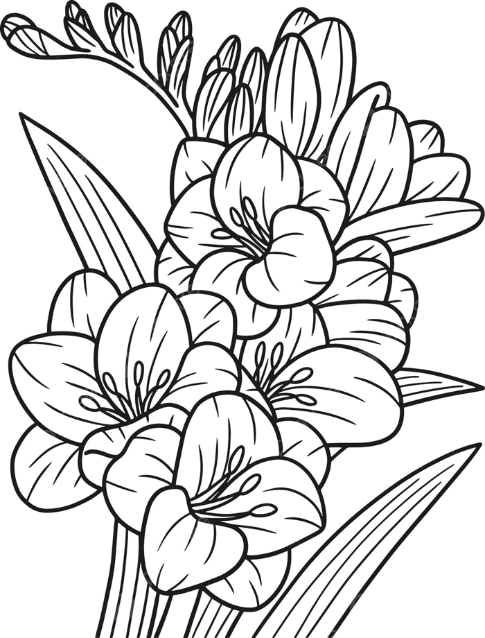 Hình ảnh Trang Tô Màu Hoa Lan Nam Phi Dành Cho Người Lớn Vẽ Tay Trang Tô Màu  Dành Cho Người Lớn Vector PNG , Vẽ Hoa, Vẽ Nhẫn, Bản Vẽ Màu