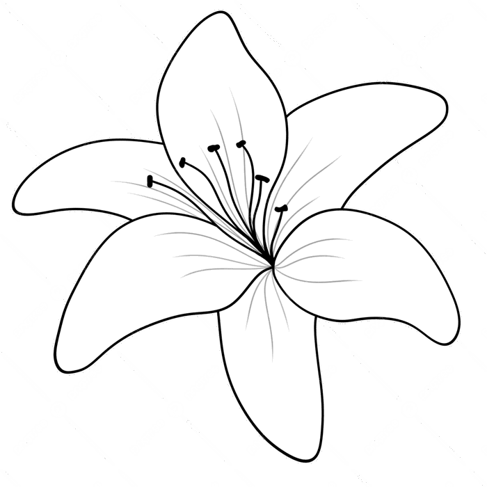 Hình ảnh Vẽ Hoa Lily Màu đen Và Trắng Cho Trang PNG , Hoa Huệ, Hoa, Tô Màu  PNG miễn phí tải tập tin PSDComment và Vector