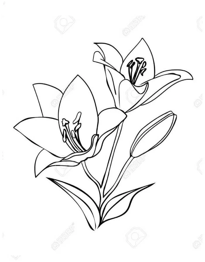 Tô màu Hai Bông Hoa Ly - Trang Tô Màu Cho Bé
