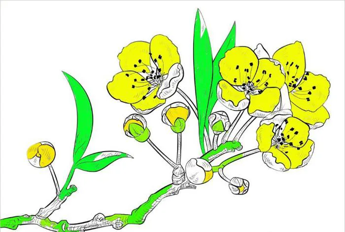 Tranh tô màu hoa mai đẹp ngày tết giúp bé phát triển sáng tạo