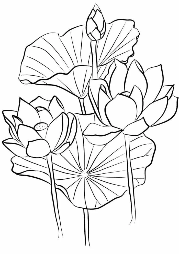 tranh-to-mau-hoa-sen-1